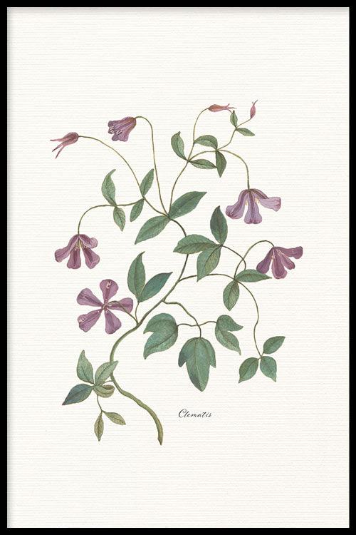 Clematis on Sale