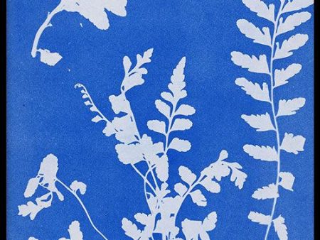 Anna Atkins - Zeestreepvaren Online Sale