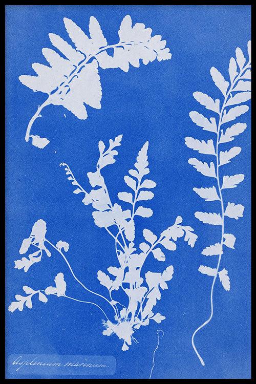 Anna Atkins - Zeestreepvaren Online Sale