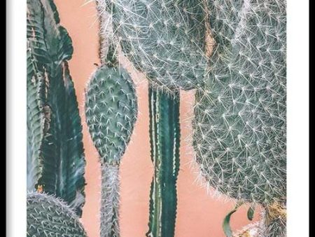 Cactus In Marrakech Online Sale