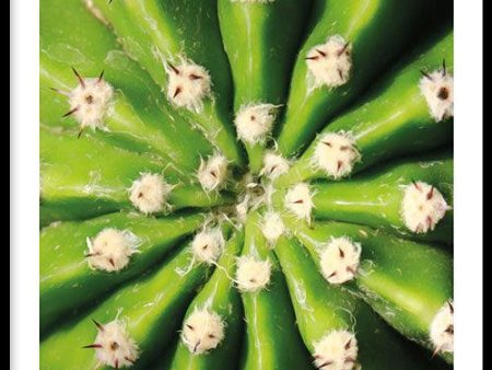 Cactus Close Up Hot on Sale