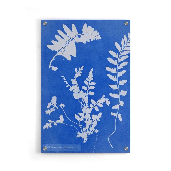 Anna Atkins - Zeestreepvaren Online Sale