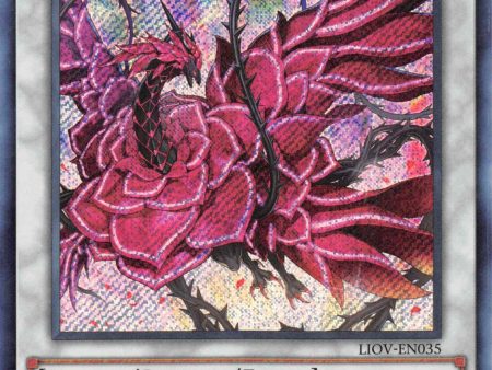 Ruddy Rose Dragon [LIOV-EN035] Secret Rare For Cheap